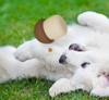 Dog Food Puzzle Toys