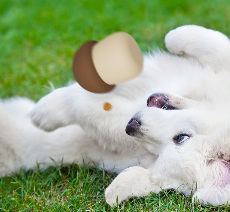 Dog Food Puzzle Toys