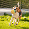 Pet Feeding Toys