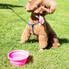 Silicone Folding Pet Bowl