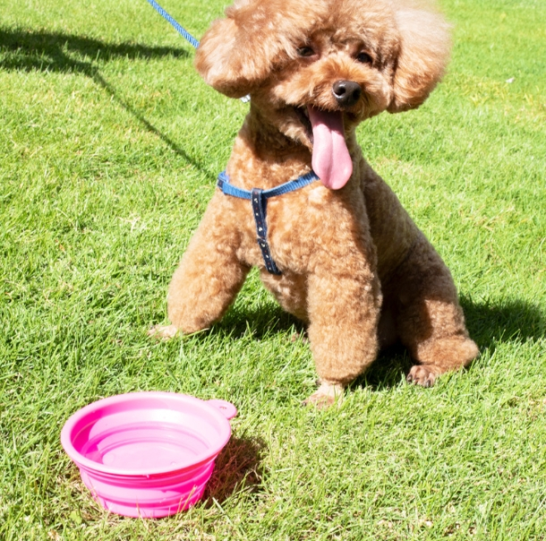 Silicone Folding Pet Bowl