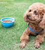 Silicone Folding Pet Bowl