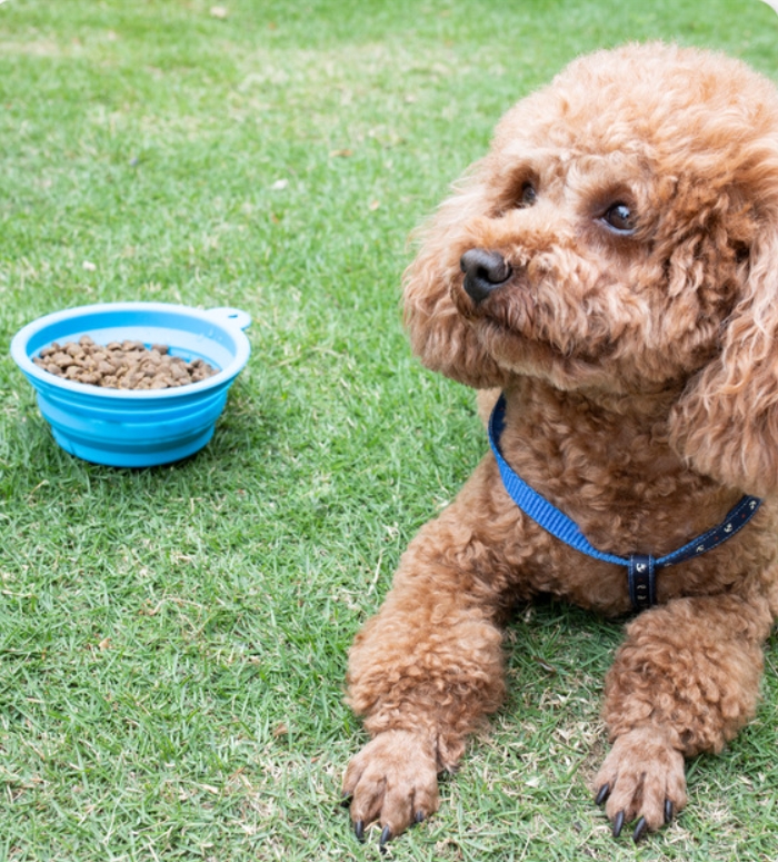 Silicone Folding Pet Bowl